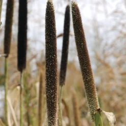 Hybrid Pearl Millet