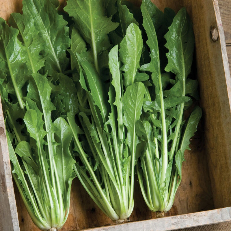 Catalogna Special 5 Catalogna Special - Image 5