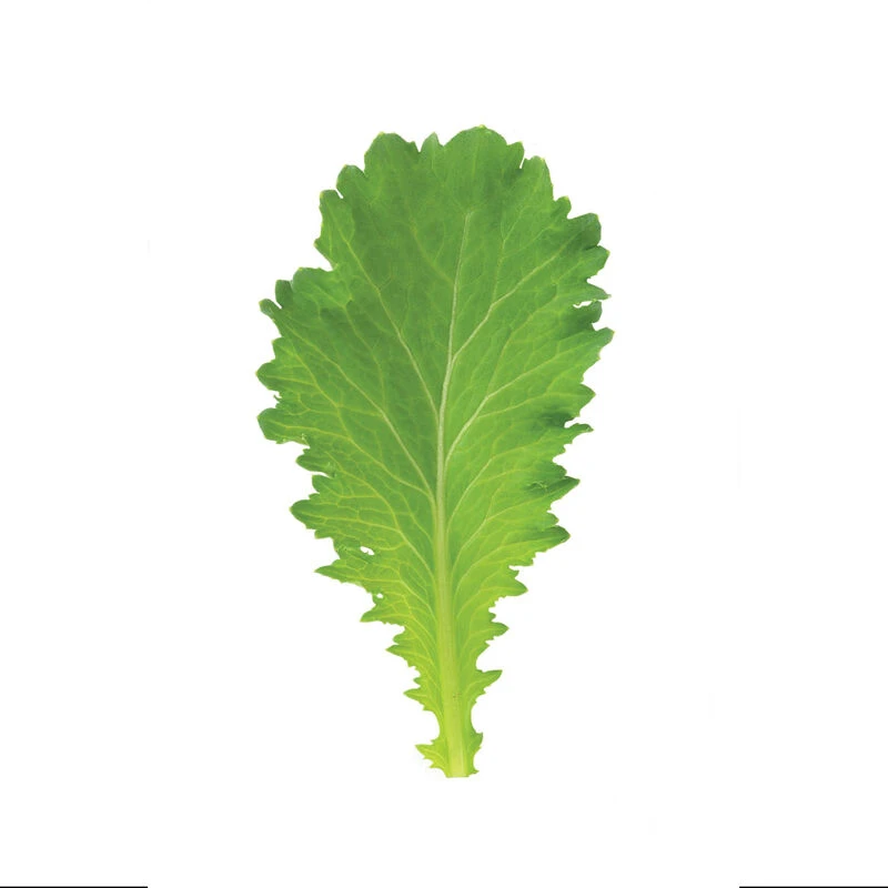 Green Wave 2 Green Wave - Image 2