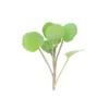Watercress