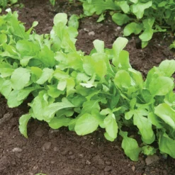 Arugula (Standard) -Whisper Glen Sales Store 00385 02 arugula