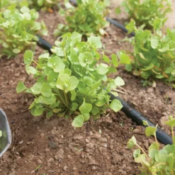 Claytonia -Whisper Glen Sales Store 00388 03 claytonia