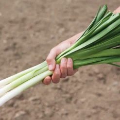 King Richard 5 King Richard -Whisper Glen Sales Store 00416g 02 kingrichard