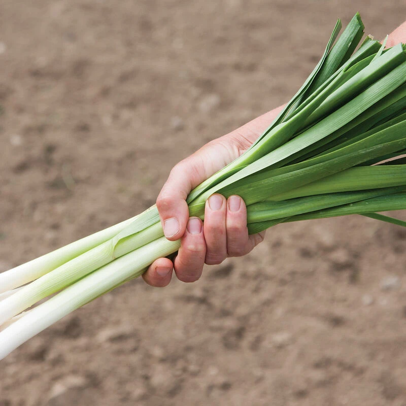 King Richard 3 King Richard - Image 3