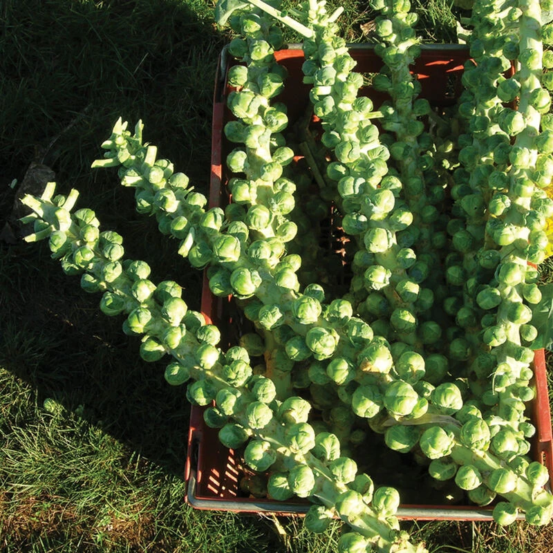 Churchill 1 Churchill