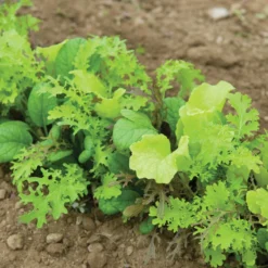 Premium Greens Mix 6 Premium Greens Mix -Whisper Glen Sales Store 00650 02 premiummixfieldhorz