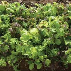 Premium Greens Mix 7 Premium Greens Mix -Whisper Glen Sales Store 00650 03 premiummix