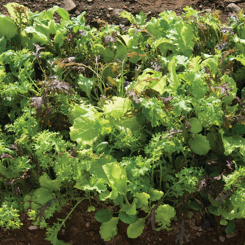 Premium Greens Mix 4 Premium Greens Mix - Image 4