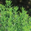 Winter Savory
