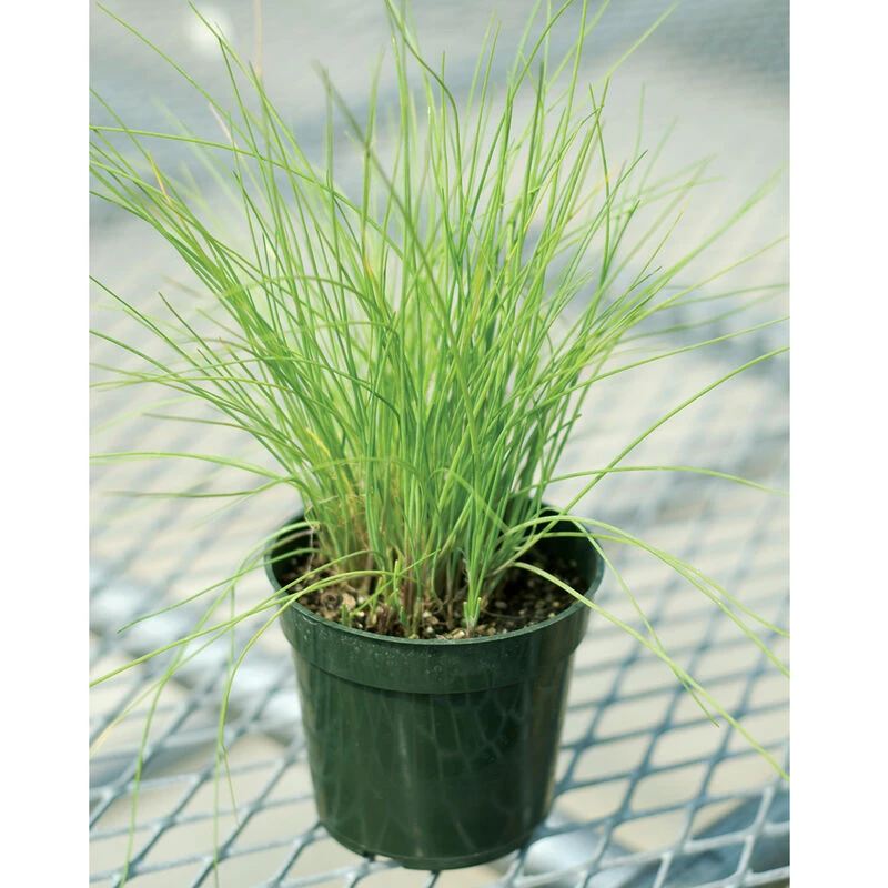 Staro 3 Staro - Image 3