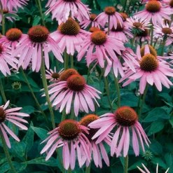 Echinacea Purpurea
