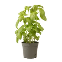 Genovese 11 Genovese -Whisper Glen Sales Store 00911 06 genovese