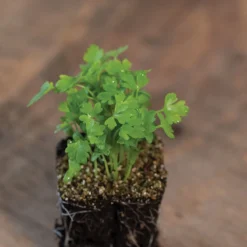 Cutting Celery -Whisper Glen Sales Store 00922m 03 cutcelmicro