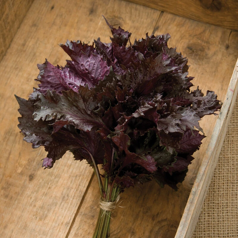 Red Shiso 1 Red Shiso