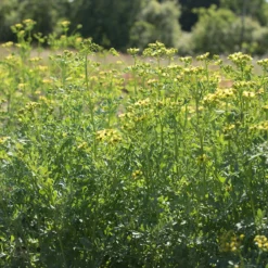 Rue -Whisper Glen Sales Store 00974 03 rue