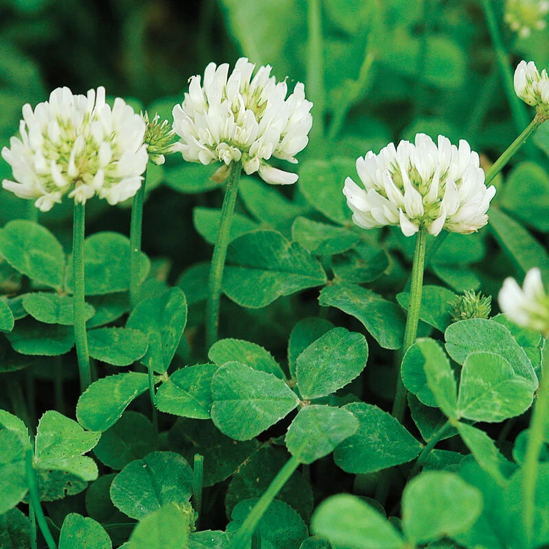 New Zealand White Clover 1 New Zealand White Clover