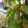 Scarlet Runner Bean