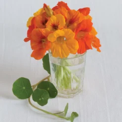 Trailing Nasturtium Mix