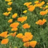 California Poppy