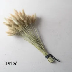 Hare's Tail Grass -Whisper Glen Sales Store 01551 03 haretail grass dried flower