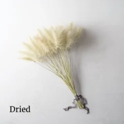 Feathertop -Whisper Glen Sales Store 01584 03 feathertop dried flower