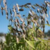 Northern Sea Oats