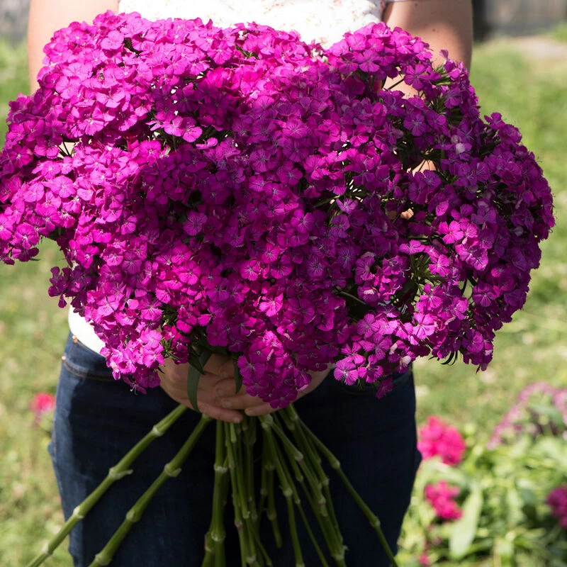 Amazon Neon Purple 2 Amazon Neon Purple - Image 2