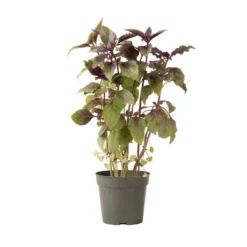 Aromatto -Whisper Glen Sales Store 01772g 03 aromotto