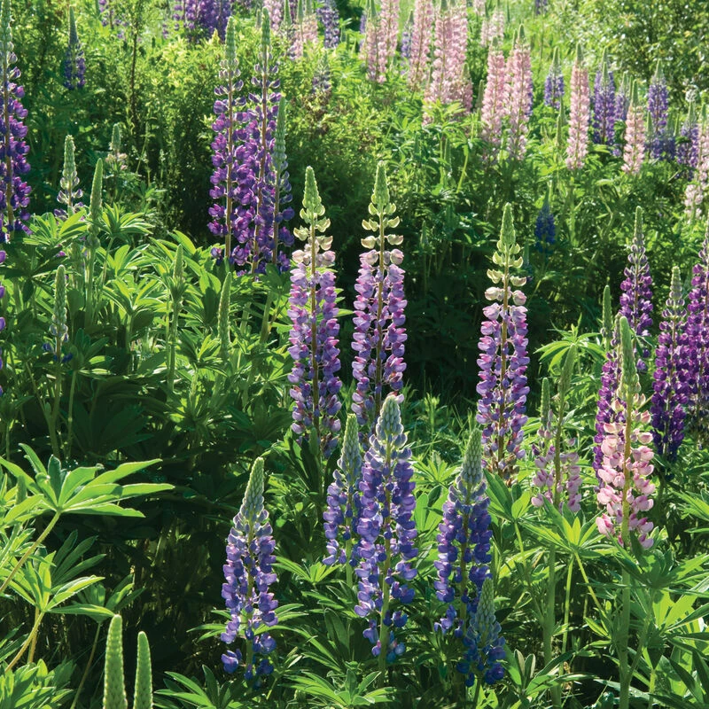 Perennial Lupine 1 Perennial Lupine