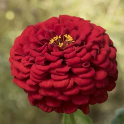 Giant Dahlia Flowered Scarlet