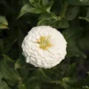 Giant Dahlia Flowered White