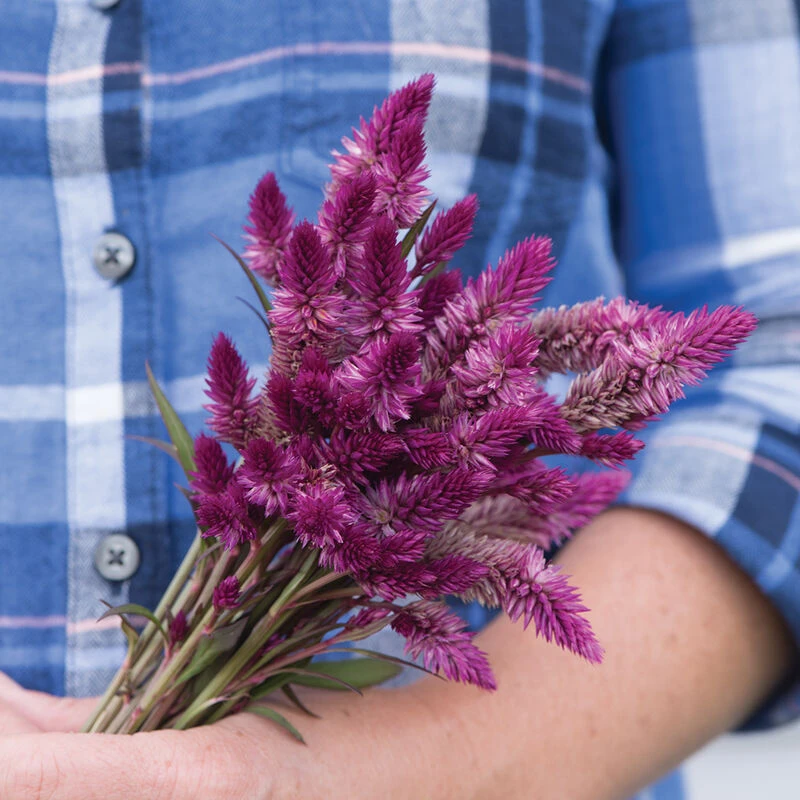 Ruby Parfait 1 Ruby Parfait