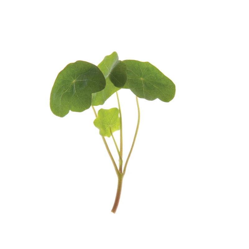 Nasturtium 2 Nasturtium - Image 2