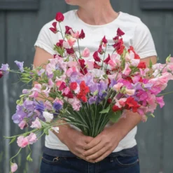 Elegance Formula Mix