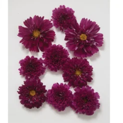 Whisper Glen Sales Store -Whisper Glen Sales Store 01959 01 doubleclickcranberry