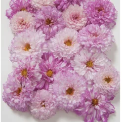 Whisper Glen Sales Store -Whisper Glen Sales Store 01960 01 doubleclickpink