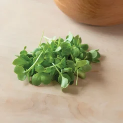 Radish, Daikon 7 Radish, Daikon -Whisper Glen Sales Store 02155mg 03 daikonradmicro