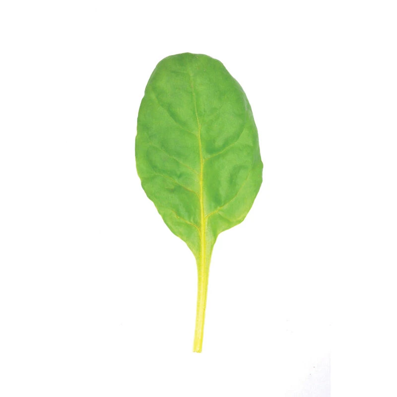 Bright Yellow 4 Bright Yellow - Image 4