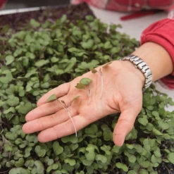 Cabbage, Red -Whisper Glen Sales Store 02230m 02 cabbage