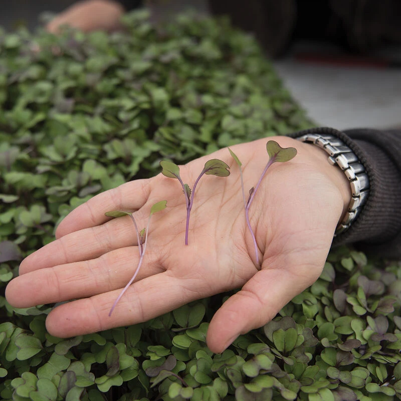 Kohlrabi, Purple 2 Kohlrabi, Purple - Image 2