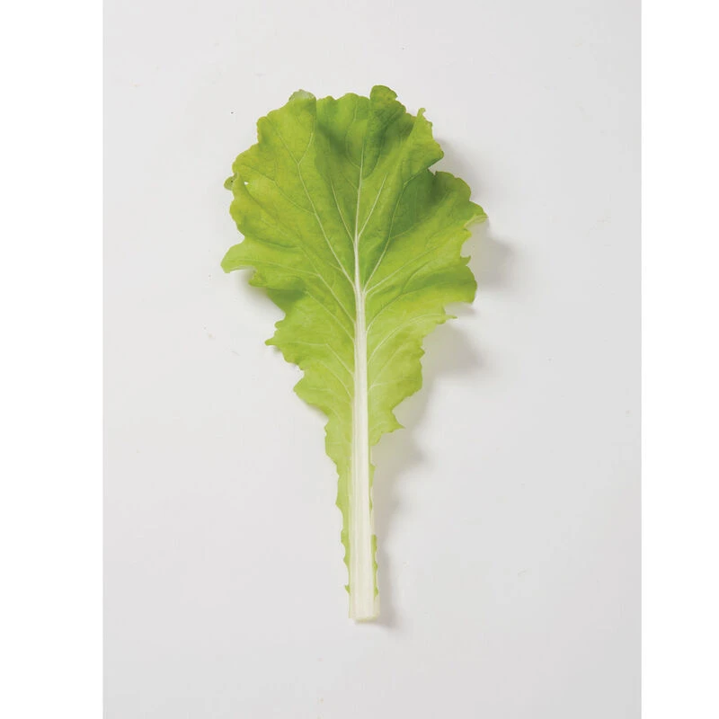 Tokyo Bekana 3 Tokyo Bekana - Image 3