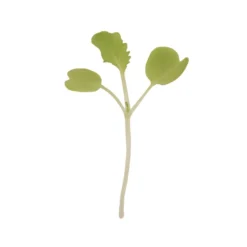 Chinese Cabbage, Tokyo Bekana