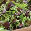 Encore Lettuce Mix