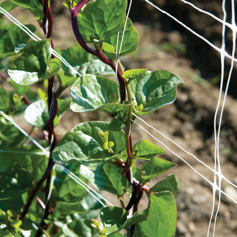 Red Malabar Spinach 1 Red Malabar Spinach