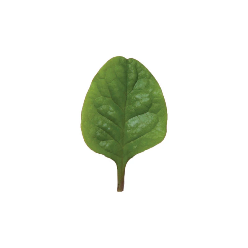 Red Malabar Spinach 3 Red Malabar Spinach - Image 3