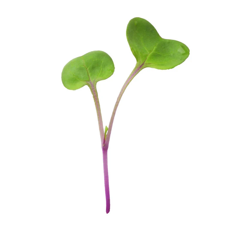 Radish, Hong Vit 2 Radish, Hong Vit - Image 2