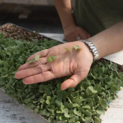 Radish, Hong Vit 6 Radish, Hong Vit -Whisper Glen Sales Store 02461m 02 hong vit