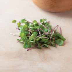 Radish, Hong Vit 7 Radish, Hong Vit -Whisper Glen Sales Store 02461m 04 hong vit