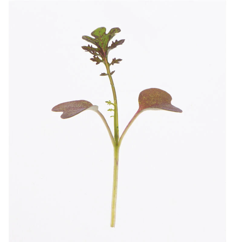 Mustard, Scarlet Frills 2 Mustard, Scarlet Frills - Image 2