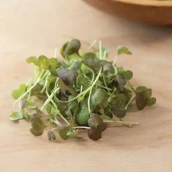 Mustard, Scarlet Frills